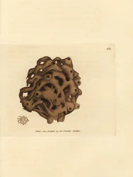Spons, Haliclona cinerea (Geannuleerde spons, Spongia cancellata). Handgekleurde kopergravure door James Sowerby uit The British Miscellany, of Coloured figures of new, rare, or little known animal subjects.