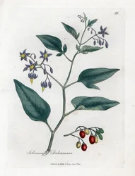 Bitterzoet - Houtachtige bitterzoet, Solanum dulcamara. Handgekleurde kopergravure naar een botanische illustratie van James Sowerby uit Medical Botany van William Woodville en Sir William Jackson Hooker, John Bohn, Londen