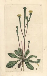 Zwijnscichorei, Arnoseris minima (Hyoseris minima)