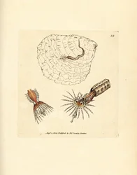Buisvormende annelide waaierworm, Spirobranchus triqueter