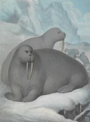 Walrussen met slagtanden