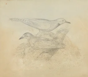 Twee vogels op een tak