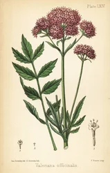 Valeriaan, Valeriana officinalis