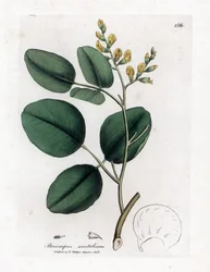 Variëteit van fabacee (vlinderbloemigen) - Rood sandelhout, Pterocarpus santalinus. Handgekleurde kopergravure uit een botanische illustratie door James Sowerby uit William Woodville en Sir William Jackson Hooker