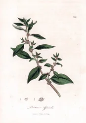 Muurbloem, Parietaria officinalis. Illustratie van James Sowerby uit William Woodville en Sir William Jackson Hooker