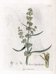 Grote waterzuring, Rumex hydrolapathum. Illustratie van James Sowerby uit William Woodville en Sir William Jackson Hooker
