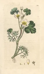 Waterranonkel, Ranunculus aquatilis (Aquatische boterbloem) Handgekleurde kopergravure naar een illustratie van James Sowerby uit James Smith
