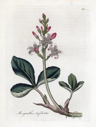 Waterdrieblad of watergentiaan, Menyanthes trifoliata. Handgekleurde kopergravure uit een botanische illustratie door James Sowerby uit William Woodville en Sir William Jackson Hooker