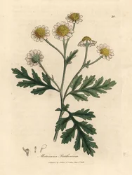 Wit en geel bloeiende moederkruid, Matricaria parthenium