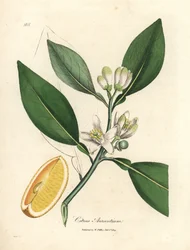 Witte bloesem en rijp fruitsegment van de sinaasappelboom, Citrus aurantium