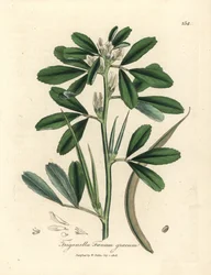 Wit bloeiende fenegriek met zaaddoos, Trigonella foenum graecum