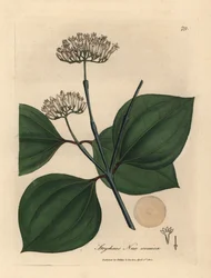 Wit bloeiende braaknoot, Strychnos nux vomica