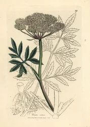 Witte bloem van waterscheerling, Cicuta virosa