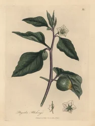 Witbloemige lampionplant, Physalis alkekengi