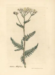 Witbloemige duizendblad of duizendblad, Achillea millefolium
