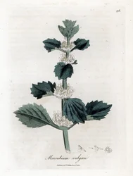 Witte malrove, Marrubium vulgare. Illustratie van James Sowerby uit William Woodville en Sir William Jackson Hooker