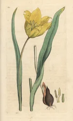 Bostulp, Tulipa sylvestris. Illustratie van James Sowerby uit James Smith