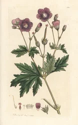Bosooievaarsbek of bosgeranium, Geranium sylvaticum (bosgeranium)