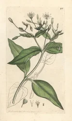 Bossterrenmuur, Stellaria nemorum. Handgekleurde kopergravure naar een illustratie door James Sowerby uit James Smith