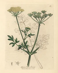 Geel bloeiende peterselie, Apium petroselinum