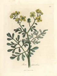 Geelbloemige wijnruit, Ruta graveolens