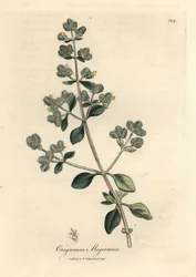 Geel bloeiende marjolein, Origanum majorana