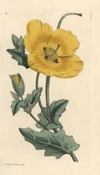 Gele hoornpapaver, Glaucium flavum (Chelidonium glaucium)