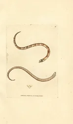 Jonge gladde slang, Coronella austriaca