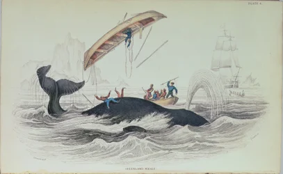 Groenlandse Walvis, boekillustratie gegraveerd door William Home Lizars (1788-1859)