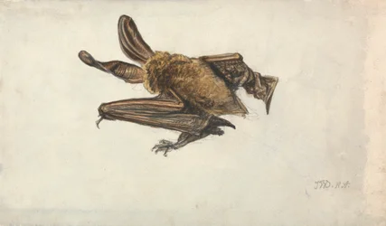 Een bruine grootoorvleermuis (Plecotus auritus)