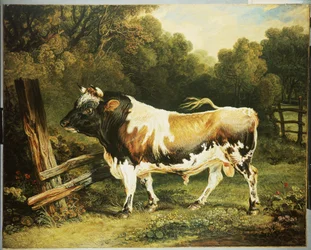 Een stier van het Alderney-ras