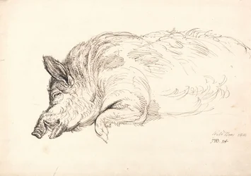 Een Wild Zwijn, Slapend of Dood, 1814