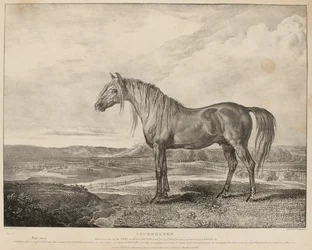 „Kopenhagen, het paard bereden door de hertog van Wellington tijdens de Slag bij Waterloo, werd gefokt door generaal Grosvenor”, ca. 1824