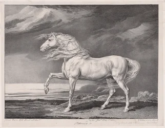 Veertien Beroemde Paarden: Adonis