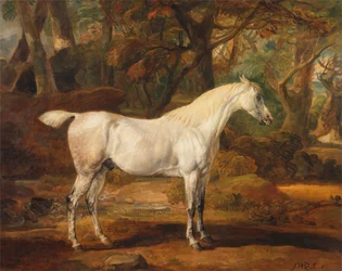 Grijze Arabische hengst, eigendom van Sir Watkin Williams-Wynn