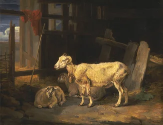 Heide ooi en lammeren