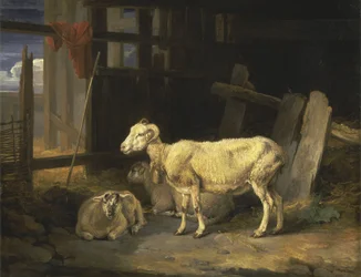 Heide-ooi en lammeren