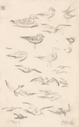 Studies van meeuwen