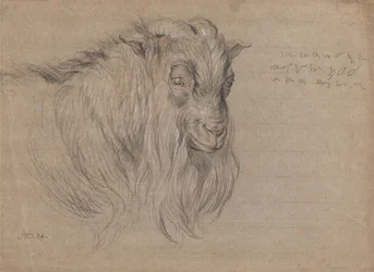 Studie van de kop van een ram