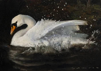 Dansende zwaan
