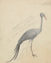Een kraanvogel