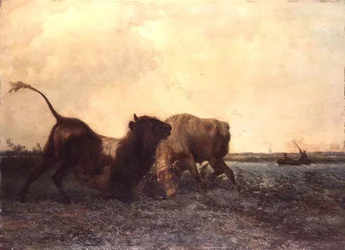Vechtende Stieren