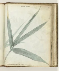 Het blad van bamboeriet
