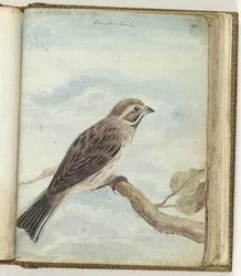 Hollandse vogel