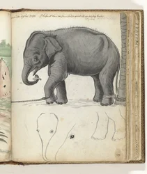 Jonge olifant aan boom