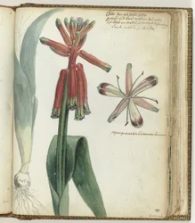 Kaapse bloem