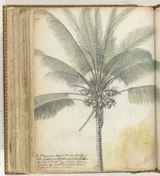 Klapperboom