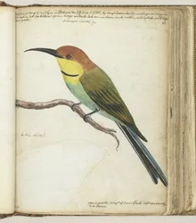 Kleine vogel op tak