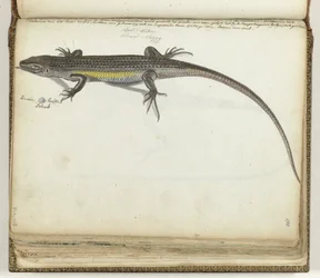 Land- en waterhagedis