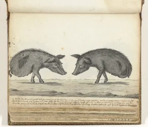 Varkens zonder achterpoten